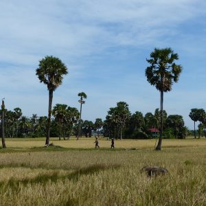 rizière parsemée de palmier